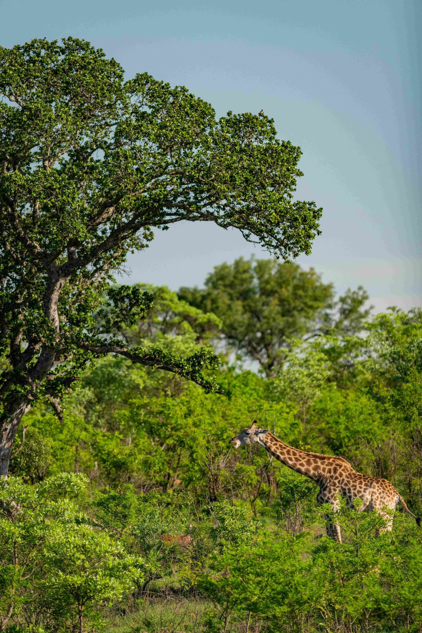 African safari wildlife experience African safari wildlife experience included in Rugby’s Greatest Rivalry tour itinerary.